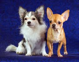Long haired chihuahua content overview. 60 Amazing Facts About Chihuahuas That You Didn T Know