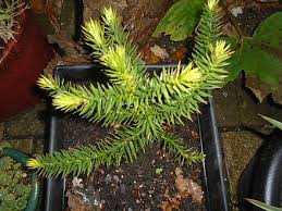 Check spelling or type a new query. Araucaria Araucana Wikiwand