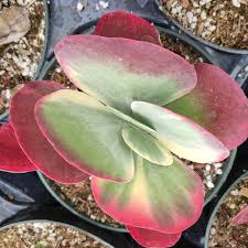 Image result for Kalanchoe glaucescens