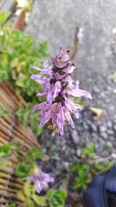 Image result for Coleus amboinicus