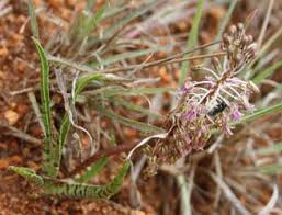 Image result for Ledebouria luteola