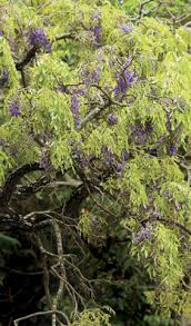 Image result for Bolusanthus speciosus