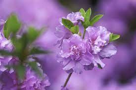 Azalea Delight In Full Bloom Good Light And Happy Photo Making Www Rothgalleries Com Flowerphoto Flowers Photography Fine Art Photography Iris Flower Photos