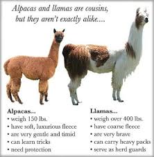 The Difference Between Alpacas And Llamas Is Courtesy Of Aragon Alpacas Alpaca Vs Llama Llama Alpaca Facts