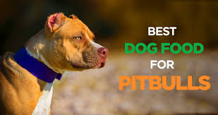 best food for pitbulls