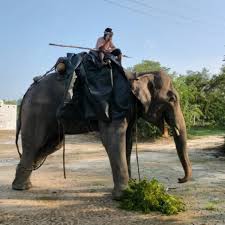 BREAKINGNEWS – ELEPHANT RESCUE: This poor begging elephant is injured,  agitated and tightly bound in chains. The situation is volatile and will be  dangerous for our rescue team, but we hope to