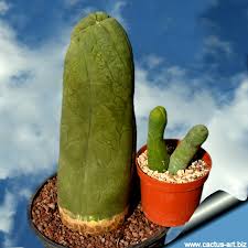 I have a cactus (pictured) which i bought about a month or so ago. Lophocereus Schottii Cv Big Penis Cactus