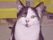 1a) roundworms in the fecal floatation test found that the kitten had both roundworm eggs and lungworm larvae (see section 6 for fecal float pictures of feline. Lungworm In Cats And Kittens What You Need To Know Now