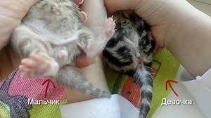 I tried searching on the internet but nothing really came up. How To Tell Newborn Kittens Gender Newborn Kittens