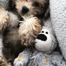 Maybe you would like to learn more about one of these? Happytail Puppies 88 Photos 36 Reviews Pet Adoption 2911 Oak Ridge Rd Oak Ridge Nc Phone Number
