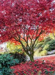 Mit der gärtnerei schwitter durch das gartenjahr. Ausgabe 3 2019 Pflanzen Schwitter S Pflanzenmagazin Traume Pdf Free Download