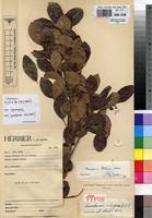 Image result for Psorospermum febrifugum