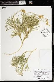 Image result for Huperzia afromontana