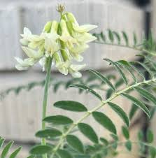 Image result for Astragalus