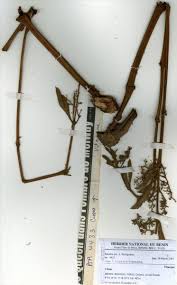 Image result for Cyphostemma crotalarioides