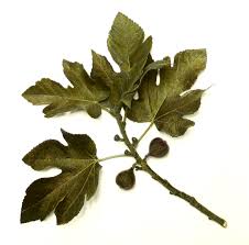 Therefore by their fruits you will know them. Figs In The Bible Wikipedia