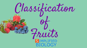 Classification Of Fruits For Neet Aiims Aipmt Jipmer Premed