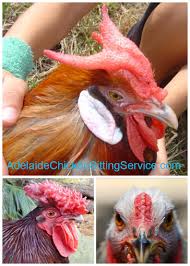 Read reviews from world's largest community for readers. Blog Adelaide Chicken Sitting Service