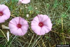 Image result for Ipomoea lapathifolia