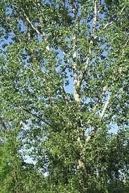 Image result for Populus deltoides