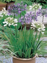 Agapanthus Blue White Flowered Mix Seed Frost Drought Tolerant Tough Plant Agapanthus Agapanthus Blue Backyard Garden Landscape