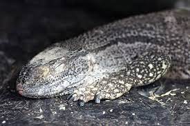 Check spelling or type a new query. A Guide To Caring For Black Throated Monitor Lizards As Pets