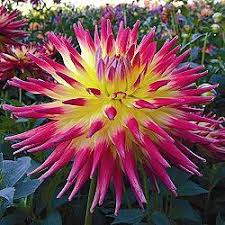 Blazing Sun Dahlia Planting Flowers Love Flowers Zone 10 Plants