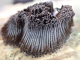 Image result for Stemonitis splendens