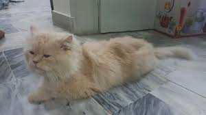 While some pet lovers prefer male baby kittens as they are more affectionate, others want female kittens because they are more of a homebody. Pets Pakistan Persian Male Cat Female Cat And Kittens For Sale