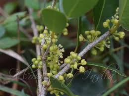 Image result for Drypetes sclerophylla