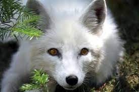 Animals San Diego Zoo Kids Animals Arctic Fox San Diego Zoo