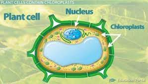 They are also found in the cells of other organisms that use photosynthesis. Chloroplast Structure Chlorophyll Stroma Thylakoid And Grana Video Lesson Transcript Study Com