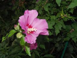 Image result for Hibiscus migeodii