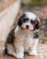 Pin By Berry Marie On Critters In 2020 Zuchon Puppies For Sale Shichon Puppies Puppies For Sale