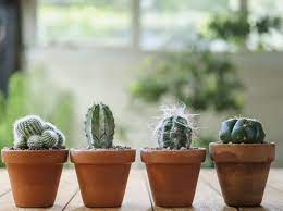 Cacti—which are a subset of succulents—tend to be quite easygoing. How To Grow Cactus Plants From Seed Bbc Gardeners World Magazine