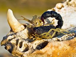 Black Scorpion Photo Scorpion Wallpaper Hd Wallpaper