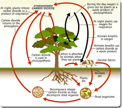 Photosynthesis Yahoo Image Search Results Photosynthesis Plants Unit Organic Molecules