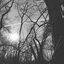 Black And White Woods Picture Black White Woods Abstract Artwork Black And White Art