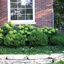 Wilmette Residence Landscape Boxwood Landscaping Hydrangea Landscaping Traditional Landscape
