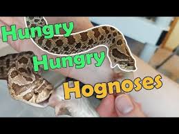 Hognose snake habitat, hognose snake shedding, what substrate to use for hognose snakes, hognose snake heating requirements and more. Feed My Pet Friday Hognose Snakes Ii Youtube