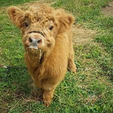 Fluffy cows and four other boutique farm breeds modern. Cute Fluffy Baby Cow 1024x1024 Wallpaper Teahub Io