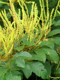 Image result for Dolichos trilobus