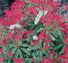 Image result for Pieris japonský debutante obrázek