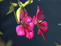 We did not find results for: Clematis Ville De Lyon Clematis Ville De Lyon Baumschule Horstmann