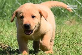 We make it convenient affordable and easy for your pet to stay up to date on their shots! Beethoven Labrador Retriever Puppy For Sale Near San Antonio Texas 4351cefbb1