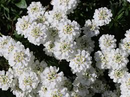 Und weitere artikel der kategorie bodendecker & niedrige stauden günstig online bestellen schnelle lieferung! Immergrune Schleifenblume Iberis Sempervirens Info Angebot