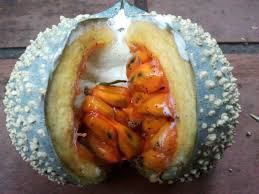 Image result for Tabernaemontana ventricosa