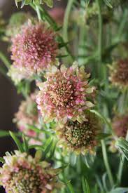 Pin On Florals Fleur Flower Flor