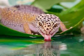 Geckos in the wild have a much shorter lifespan due to predators, injury and disease, which can all be avoided in captivity. Leopard Gecko Facts And Beyond Biology Dictionary