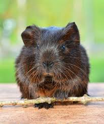 Guinea pigs grow up to 12 inches (30 cm). Six Reasons Not To Buy A Guinea Pig Salisbury Journal